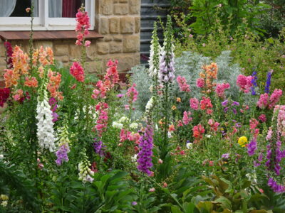Plant a Tiny Cottage Garden
